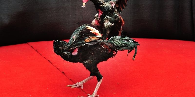 Luật chơi chi tiết tại 8XX